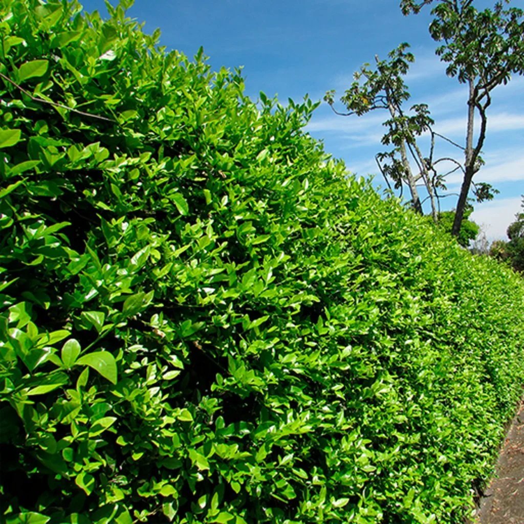 Limón Ornamental - Vista 3